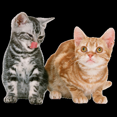 两 只 可爱 花猫 插画 卡通猫 可爱猫咪 猫猫图片 猫咪png 实物猫咪 条纹猫 小黄猫