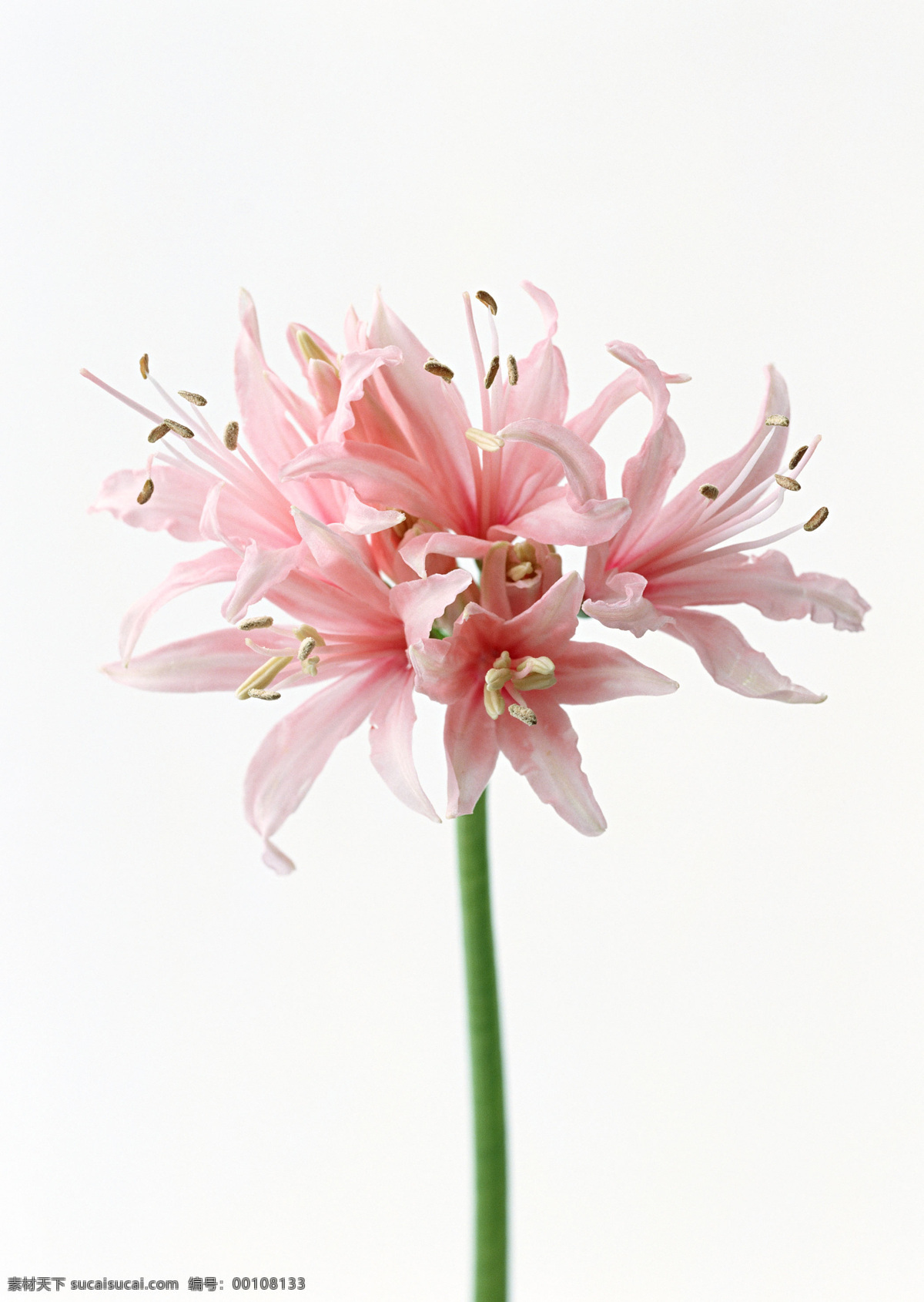 粉色 兰花 花 花特写 花写真 摄影图 微距 写真 植物 生物世界