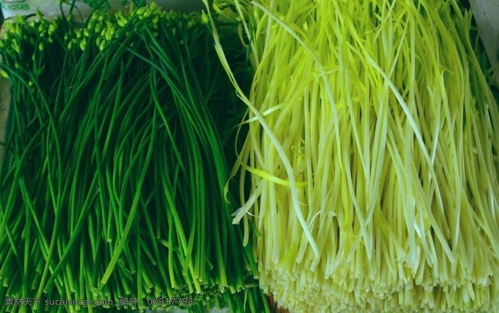 蔬菜 韭胎 黃韭菜 梗狀蔬菜 菜市場(chǎng) 銷售 南方產(chǎn) 深圳 蔬菜總匯 生物景觀 生物世界
