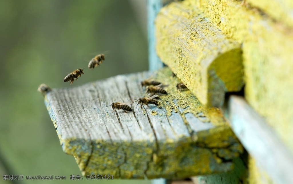 勤劳 蜜蜂 蜂箱 蜂巢 蜂群 勤劳的蜜蜂 昆虫图片 昆虫花鸟 生物世界 昆虫
