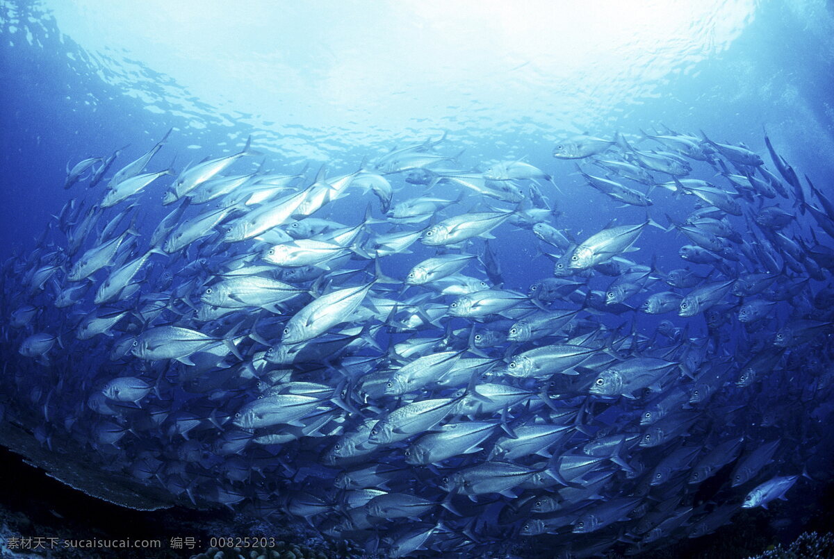 深海鱼群 深海 鱼群 大海 海洋 鱼类 海鱼 海鲜 蓝色 生物世界 海洋生物