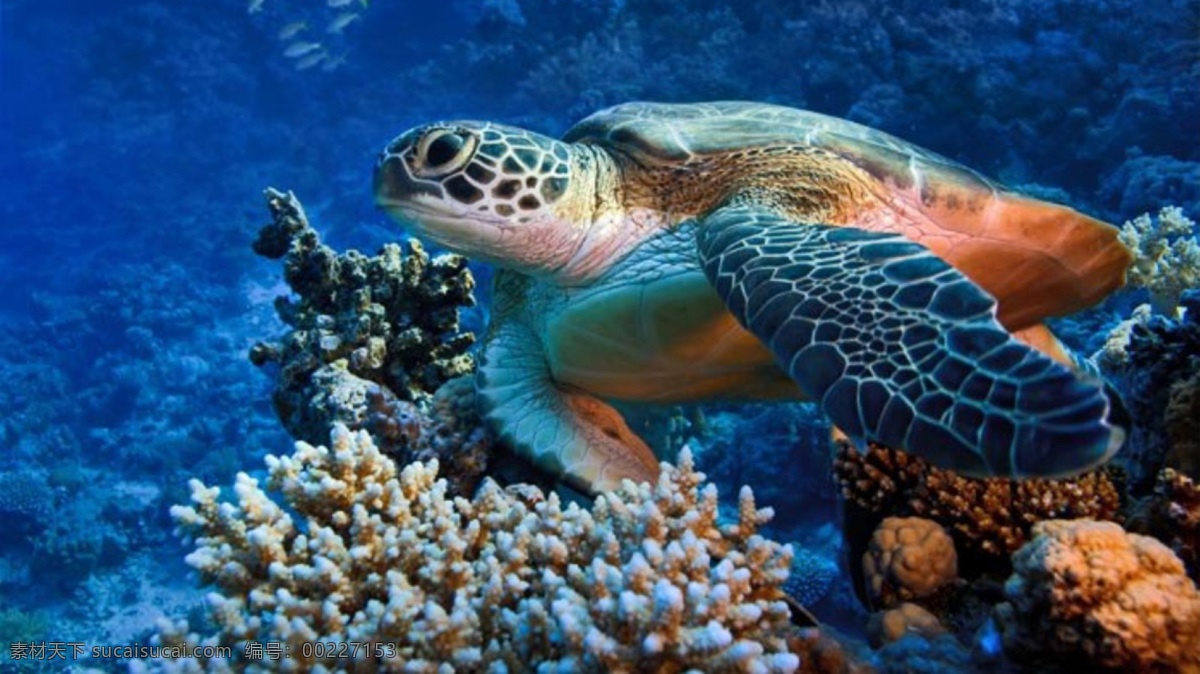 海龟 乌龟 自然 生物 生态 杂图