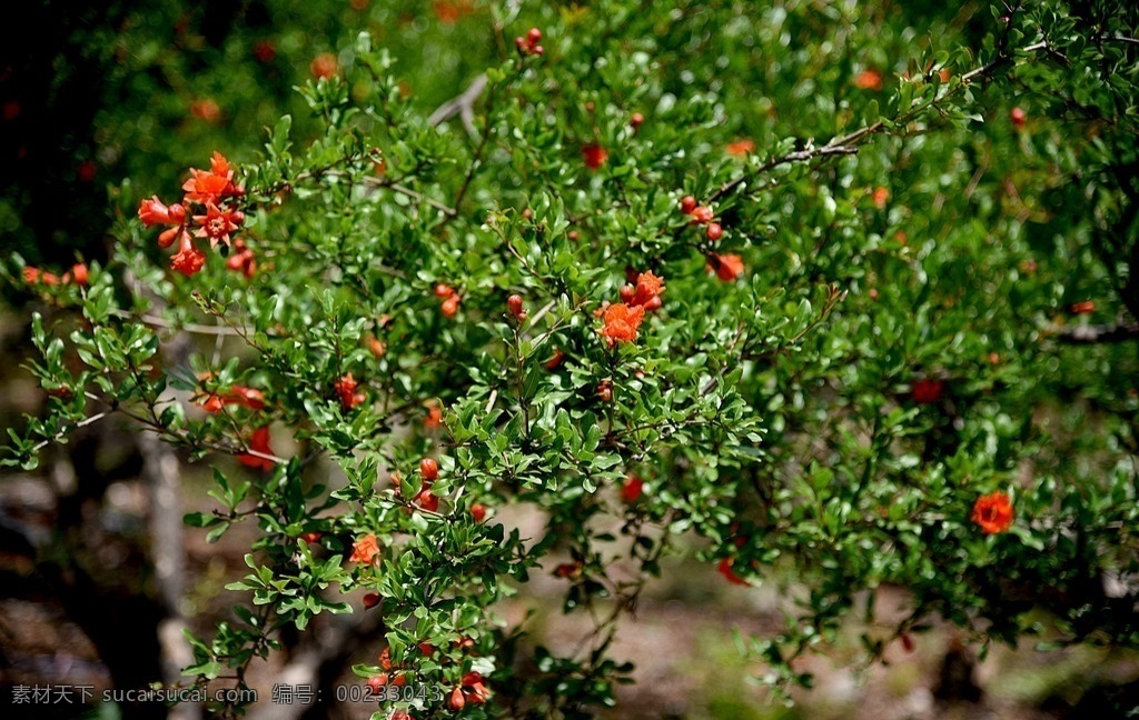 石榴樹(shù)和花 石榴花 紅石榴花 石榴樹(shù) 石榴 石榴葉子 鮮花 花卉 生物世界 花草