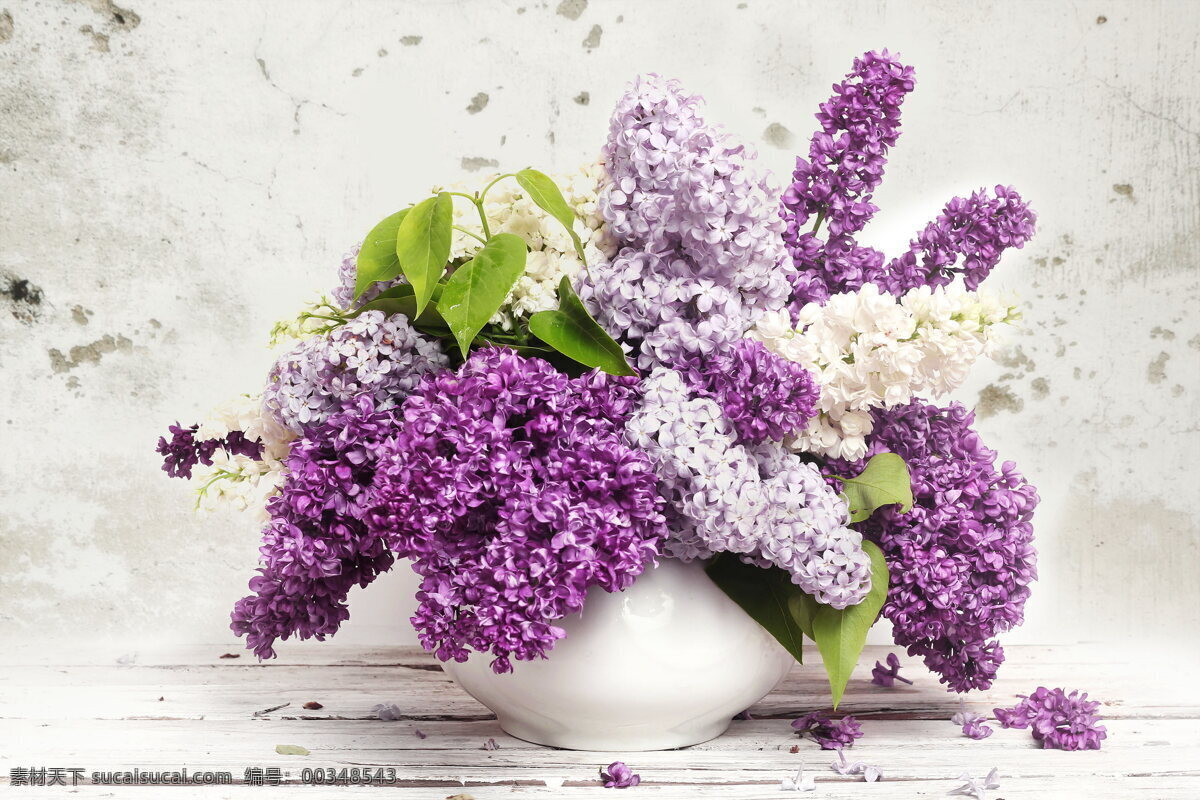 唯美 風(fēng)信子 插花 高清 清新 淡雅 花朵 鮮花