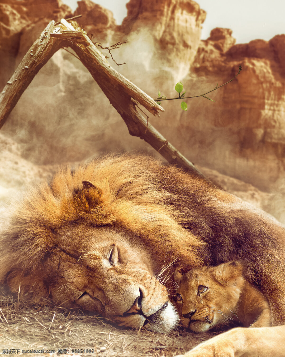 雄狮 野生动物 幼 狮 背景图片 野生 动物 幼狮 背景 生物世界