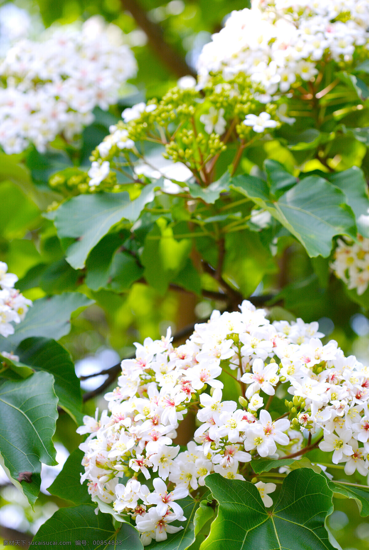 油桐花 油桐树 白色花卉 枝头 树木 绽放 高清晰 花草 生物世界