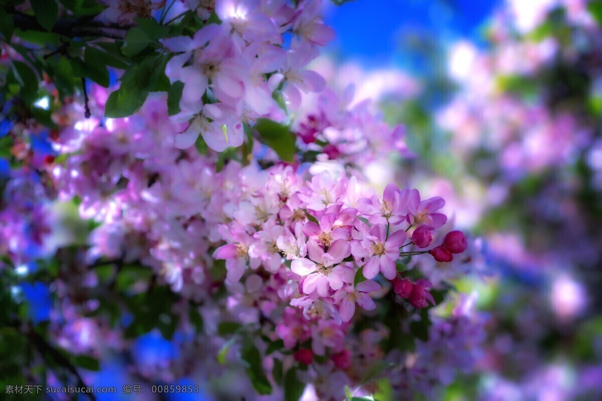 苹果花 春天 科 芽 树 面朝大海 春暖花开 粉红色 关闭 开花枝 自然景观 自然风景