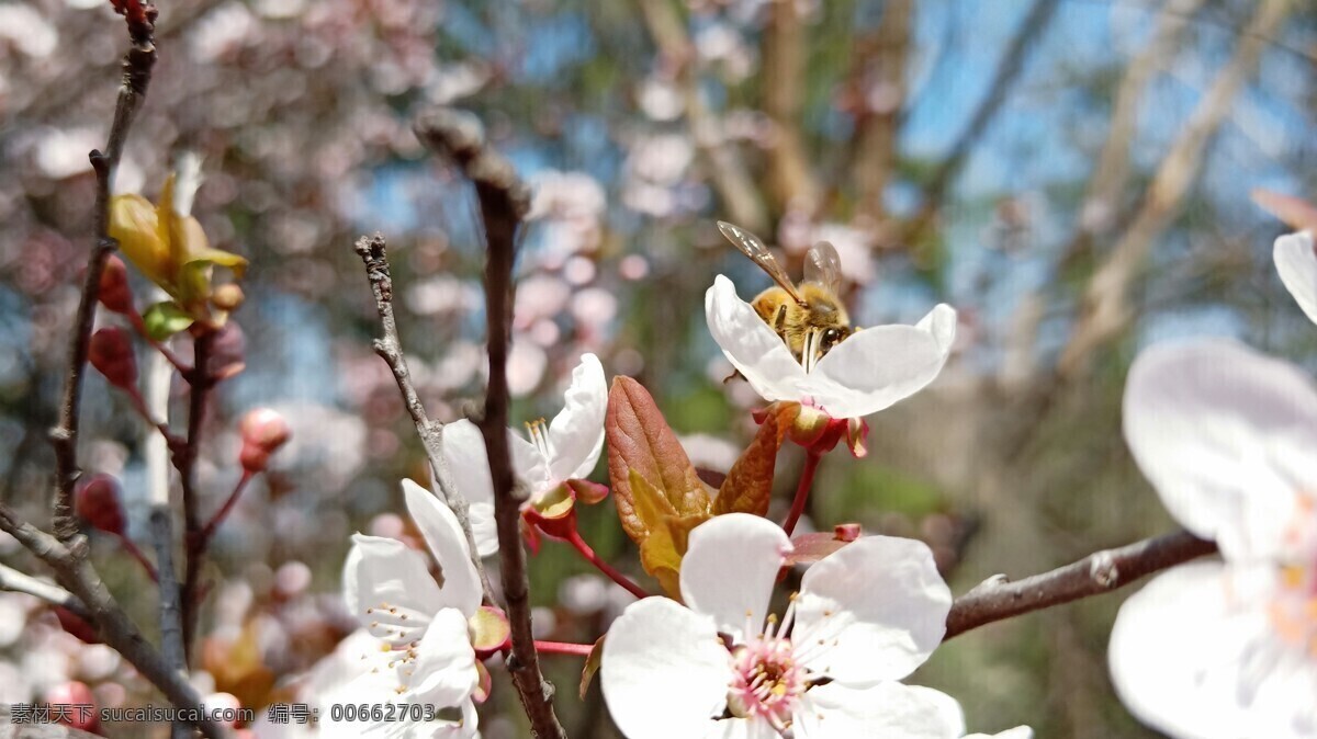 杏花 蜜蜂 花草 花卉 春天 多彩的季节 百花齐放 生物世界 树木树叶