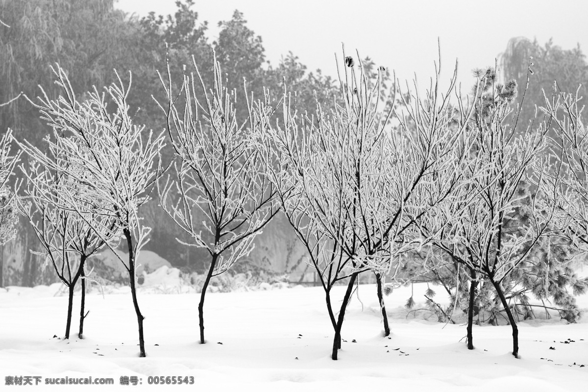 水墨雪景 尼康 d60 攝影作品 黑白作品 雪景 樹 風(fēng)景類 自然風(fēng)景 旅游攝影