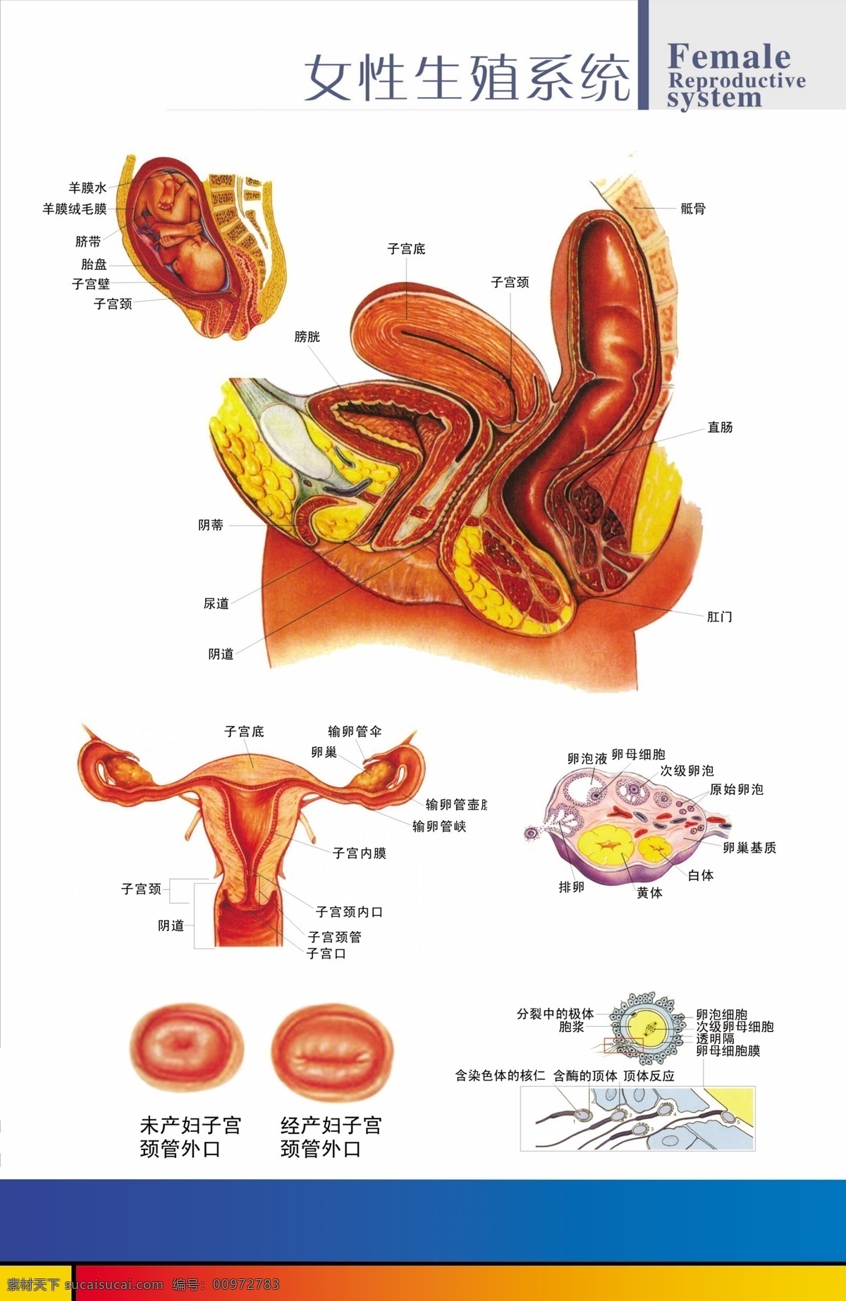 生殖解剖圖 醫(yī)院 廣告 室內(nèi) 女性 生殖 解剖 圖 女姓 器官 女性生殖系統(tǒng) 男性 男姓 男性生殖系統(tǒng) 五官科 分層 源文件 室內(nèi)設(shè)計(jì) 環(huán)境設(shè)計(jì)