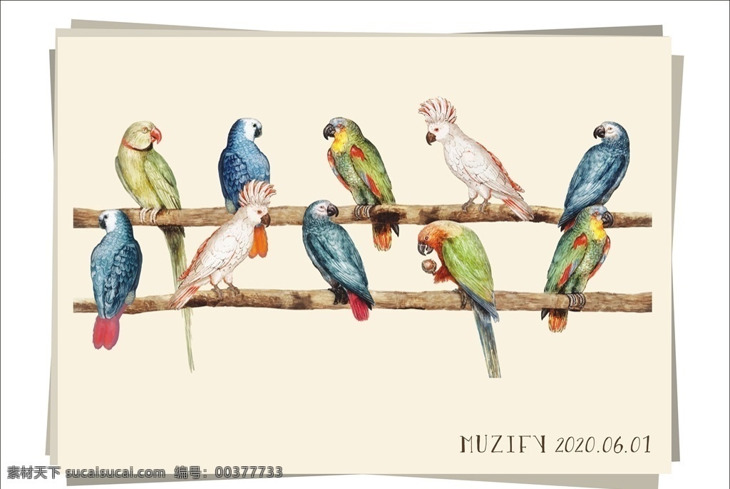 款 入 鹦鹉 彩色 图稿 彩色鸟类 鸟类 手绘稿 素描画 画册海报