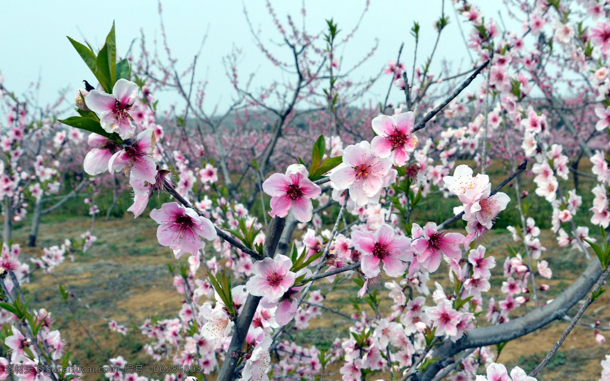 攝影免費(fèi)下載 春天 花草 梅花 生機(jī) 生物世界 盛開 梅園