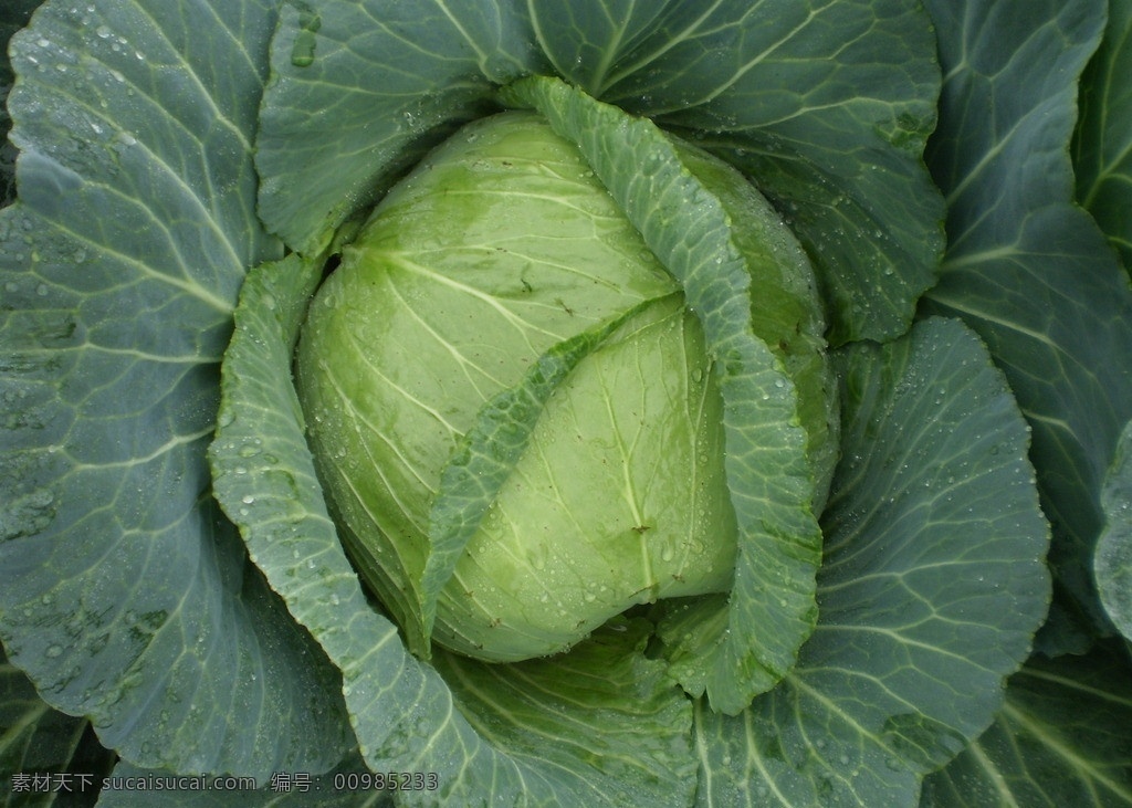 包菜 青菜 蔬菜 大白菜 生物世界