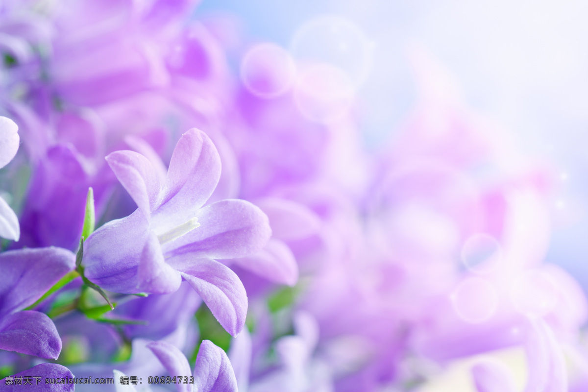 美麗 唯美 花朵 物 鮮花 近照 浪漫 美麗的花朵 朦朧 夢幻 意境 淡紫色花瓣 陽光 綻放 盛開 花草樹木 生物世界