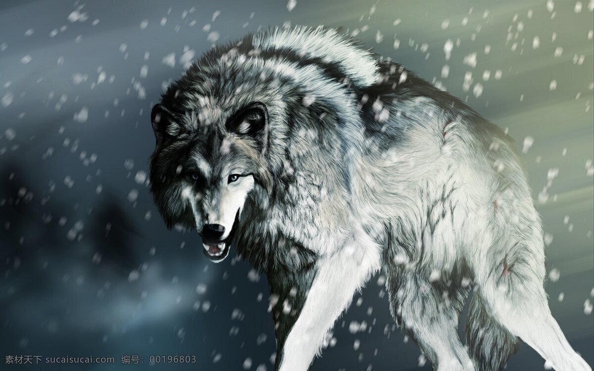 雪地狼图片 雪地狼 雪地 白雪 冬天 寒冬 狼 孤狼 郊狼 灰狼 野狼 野生狼 野生 动物 动物世界 生物世界 野生动物