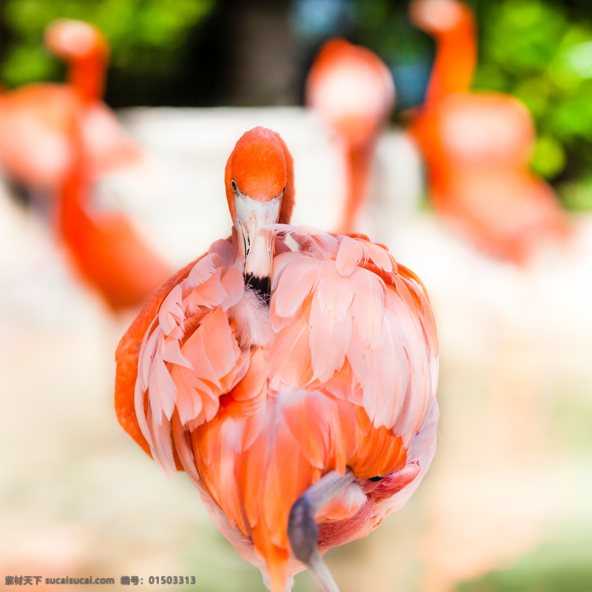 紅色羽毛動物 紅色 羽毛 動物 鳥 背景圖案 其他類別 生活百科 白色