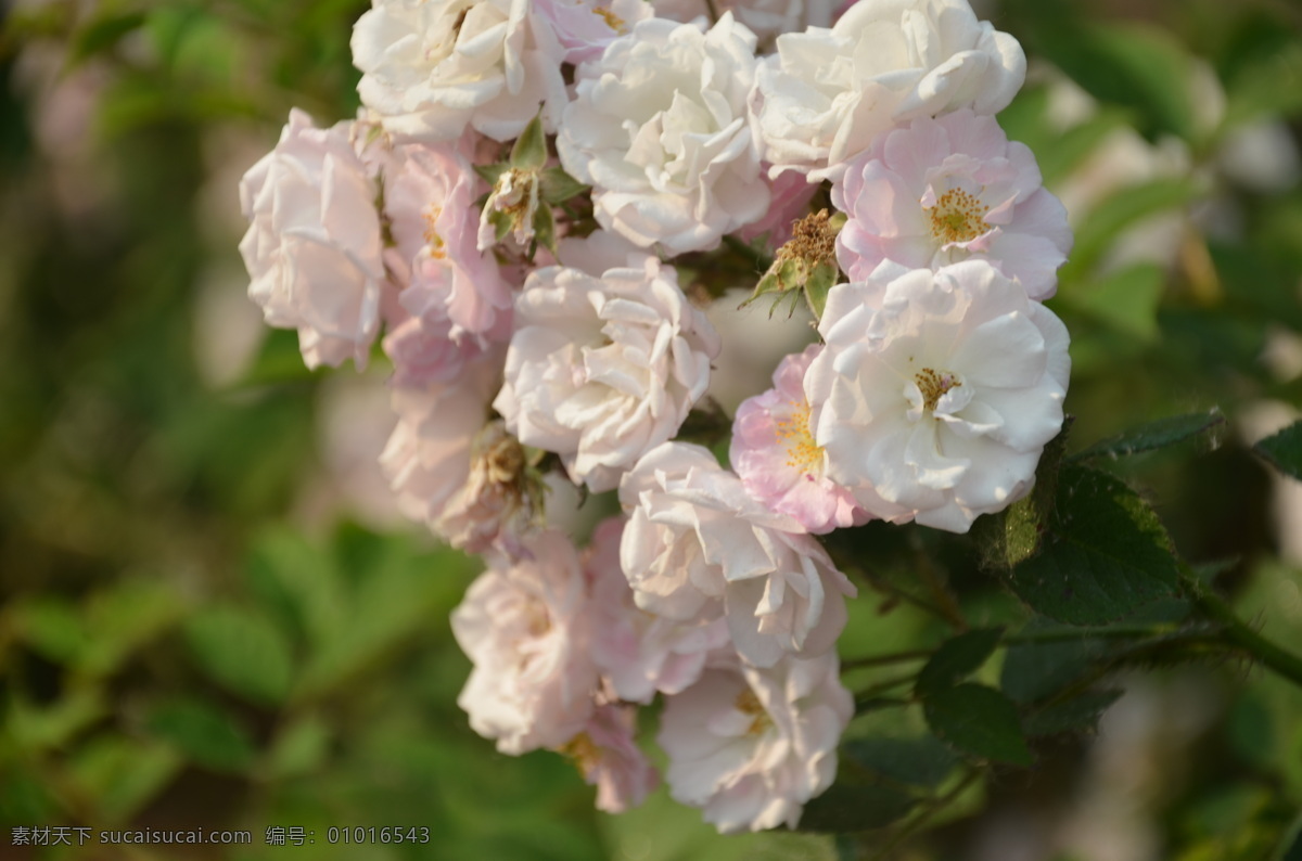 尺寸 薔薇花 大全 薔薇花圖片 粉色花朵 白色鮮花 唯美花朵