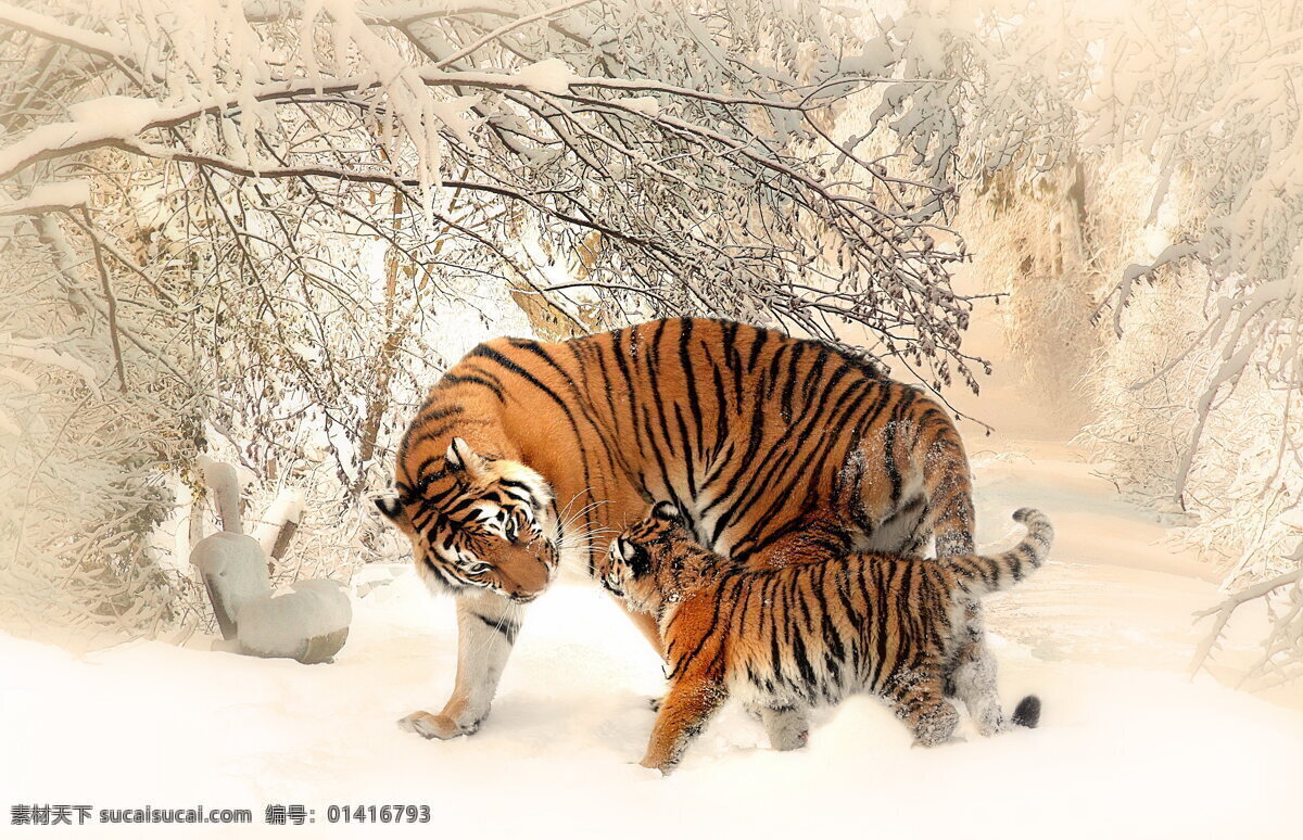 雪地老虎母子 雪地 老虎 母子 小老虎 虎崽 母老虎 行走 覓食 猛獸 野獸 野生動物 保護動物 動物 生物世界 動物世界