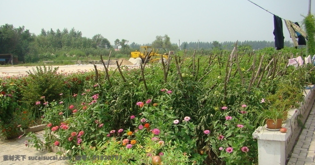 農(nóng)村 菜園子 菜 植物 院子 景色 農(nóng)家 石頭 田園風(fēng)光 自然景觀