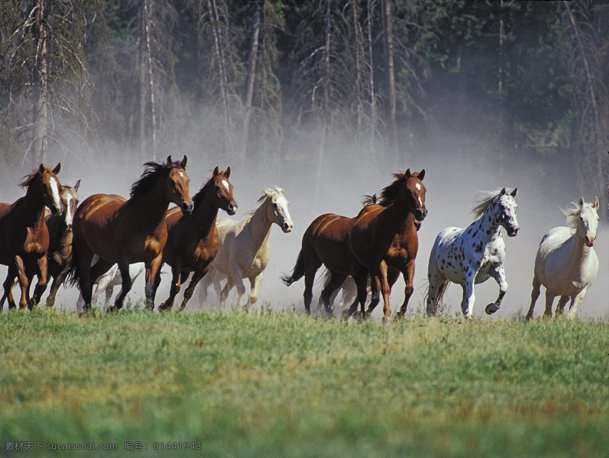 蒙大拿 奔跑 马群 生物世界 野生动物 动物世界 摄影图库