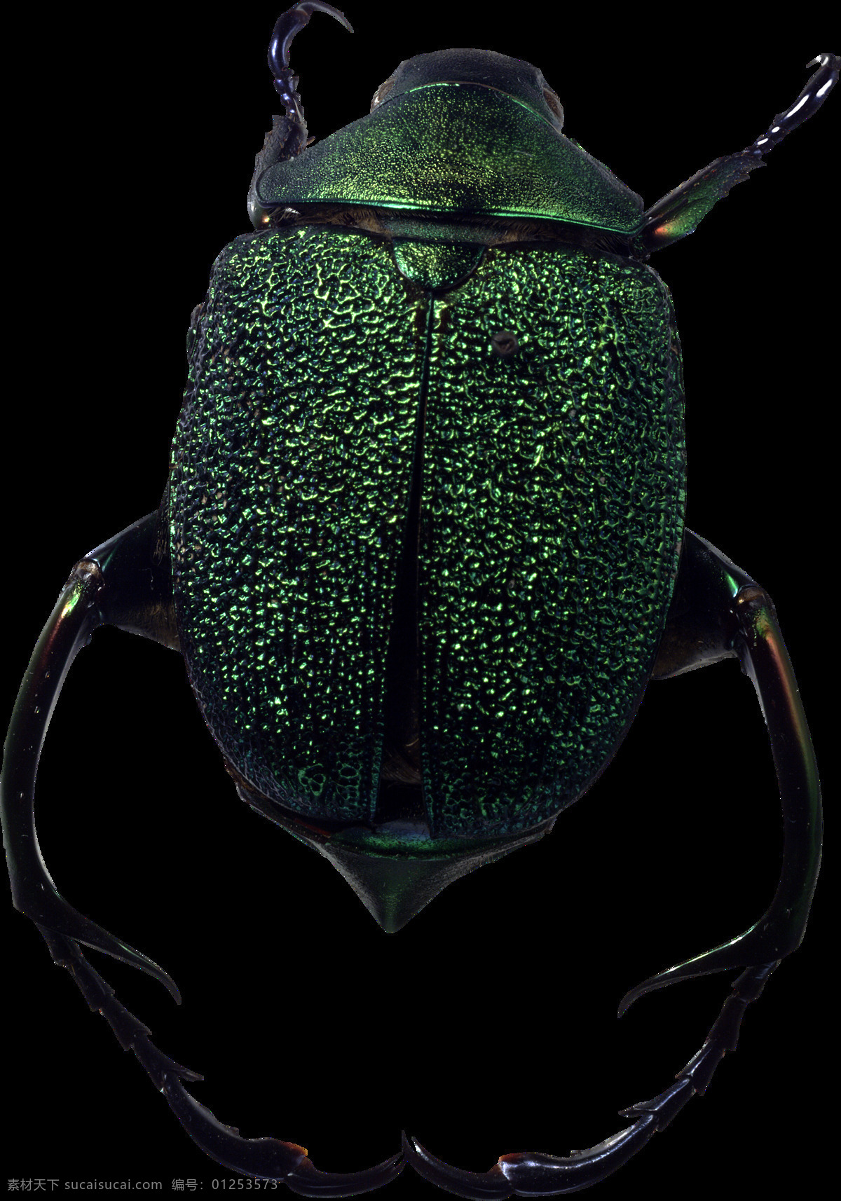 世界 上 最 可怕 虫子 免 抠 透明 图 层 昆虫图片 死虫子图片 大虫子 甲壳虫 大全 甲虫图片 各种甲虫 各种昆虫 昆虫图片大全