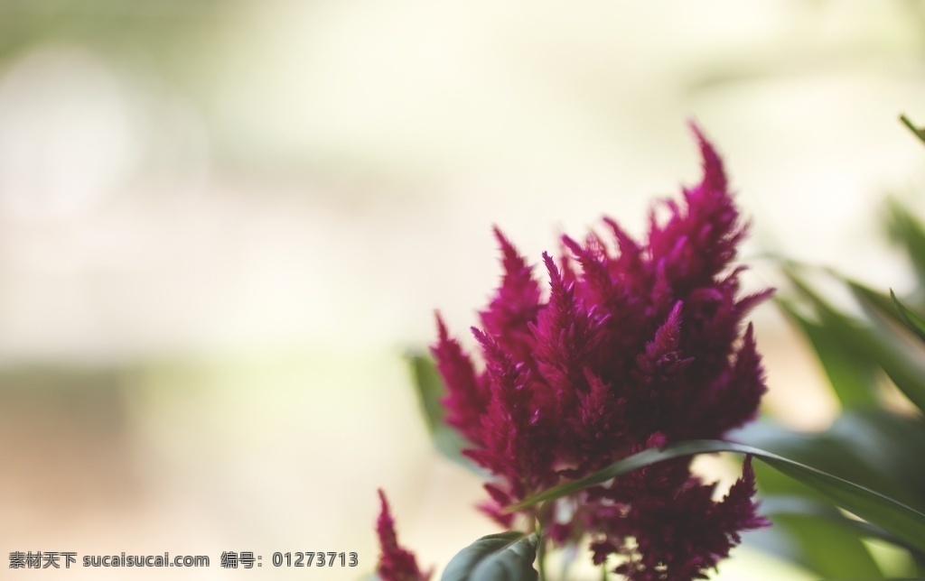 红色 花朵 绿叶 植物 背景图片 背景 生物世界 花草