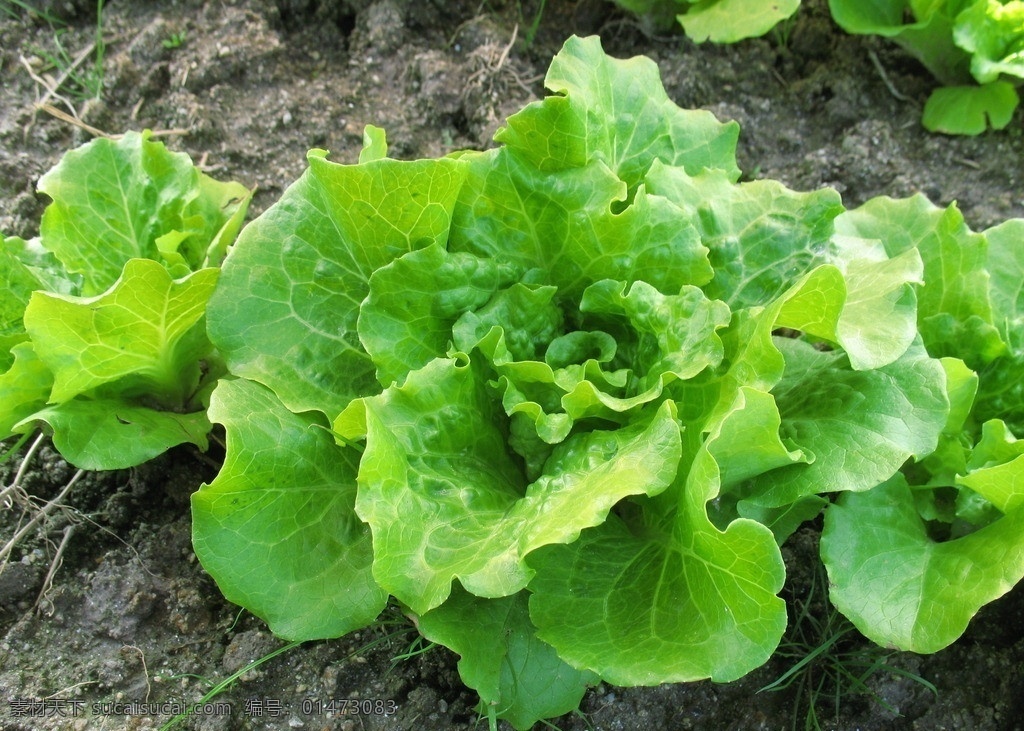 生態(tài)蔬菜 結(jié)球生菜 有機(jī)食品 有機(jī)蔬菜 綠色食品 綠色蔬菜 野菜 食物原料 餐飲美食