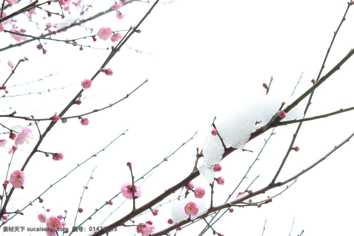 梅花 臘梅 一枝梅 雪中臘梅 大雪天 花草樹(shù)木 生物世界 花草