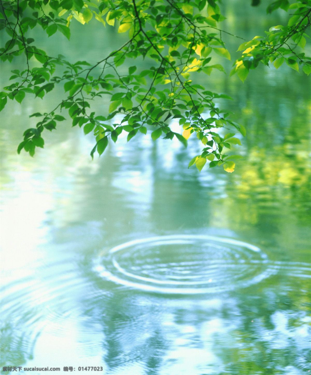 清澈 水滴 空氣 綠樹 綠葉 水紋 陽光