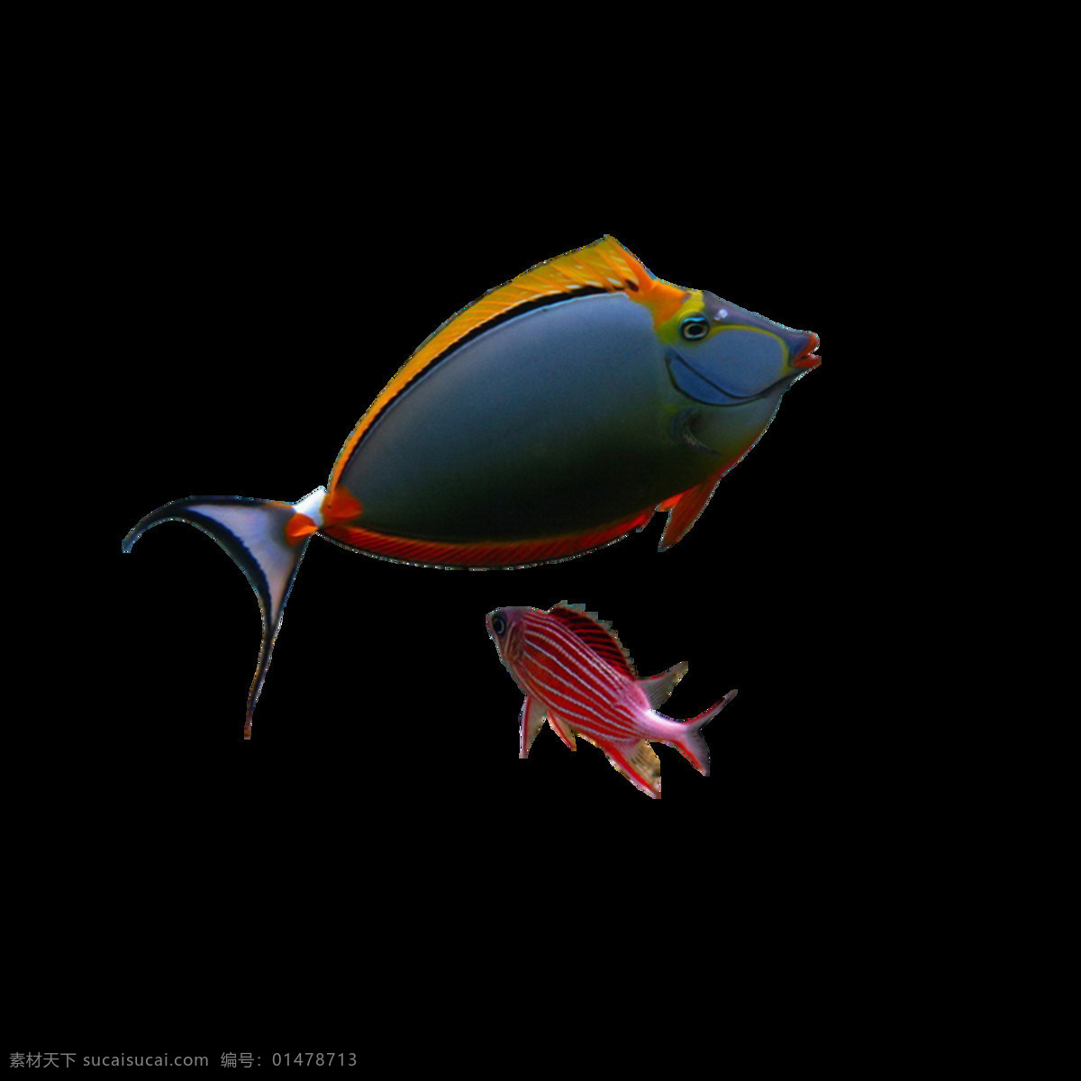 小魚(yú) 元素 水生物 魚(yú) 魚(yú)類 水 大海