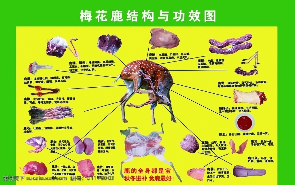 梅花鹿 結(jié)構(gòu) 功效 圖 梅花鹿結(jié)構(gòu)與 結(jié)構(gòu)與功效圖 功效圖 黃色 黃色背景 鹿腿 精肉 鹿腩 鹿柳 鹿骨 鹿脖子 鹿血 鹿耳 鹿腦 鹿口條 鹿唇 鹿肚 鹿腎 鹿肝 鹿心 鹿筋 鹿鞭 鹿尾 分層