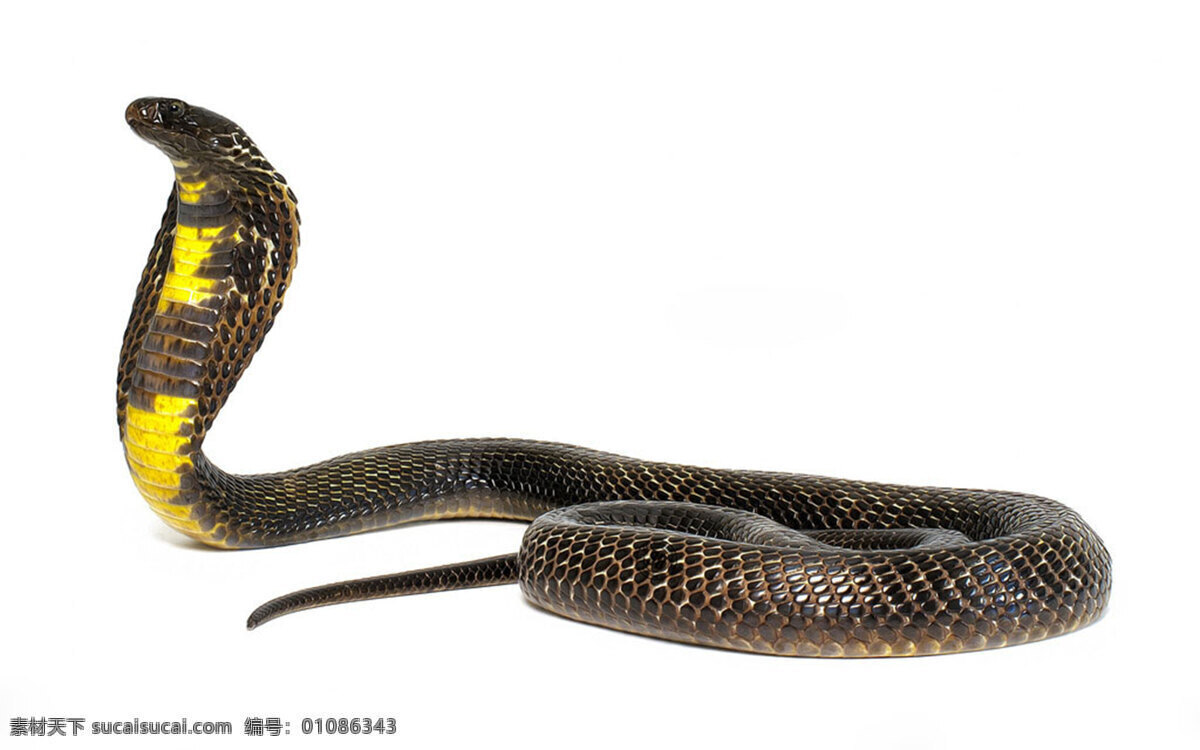 眼镜蛇 大长蛇 蛇 蛇类 广告 生物世界 野生动物