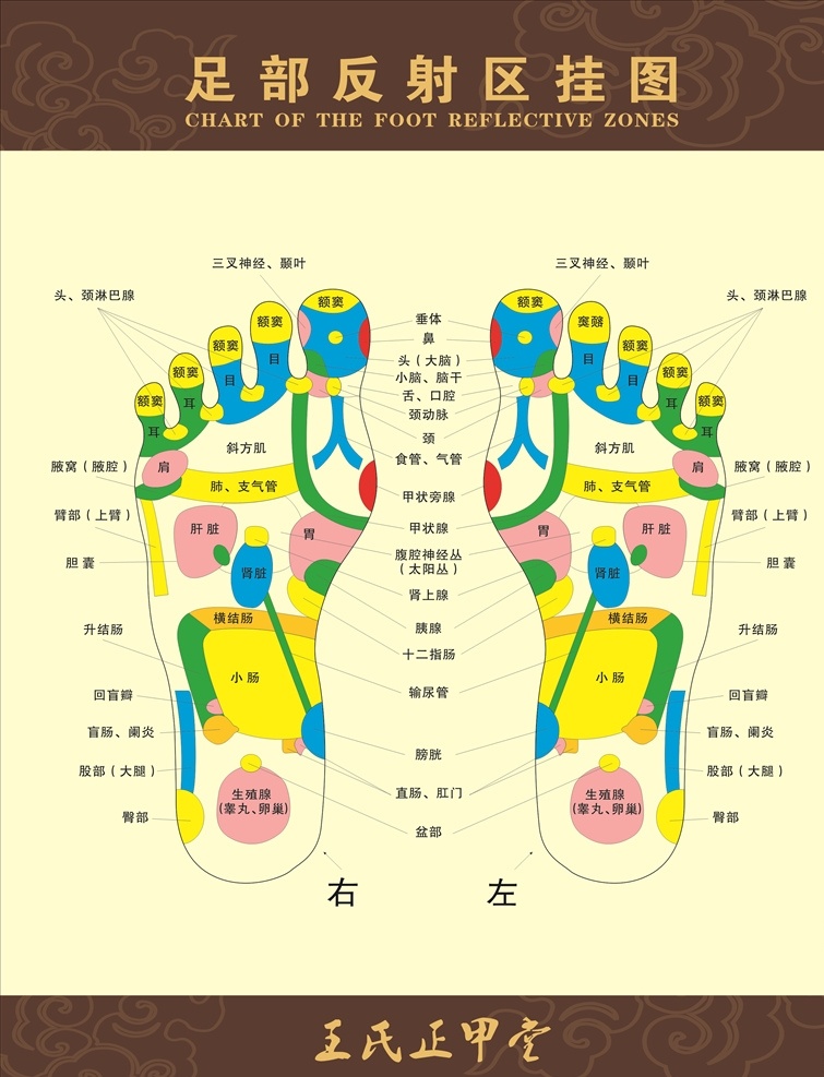 足部圖 足部掛圖 足底穴位 足部反射區(qū) 穴位 反射區(qū) 高清足底 廣告素材類