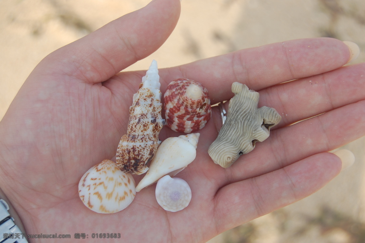 貝殼 珊瑚礁 海灘 沙灘 海螺 巴厘島沙灘 手 手里的海螺 手里的貝殼 守護(hù)大海 生物世界 海洋生物