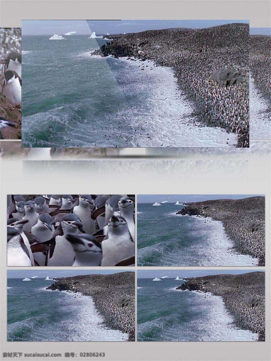 海岸边 站 满 很多 企鹅 视频 音效 活跃 海浪 可爱 动物 视频素材 全球暖化 视频音效