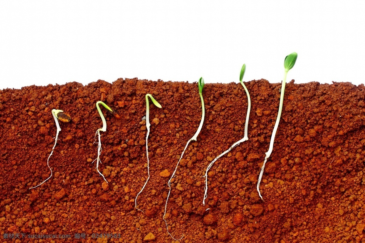 植物 生长 过程 截面图 植物生长 土壤 新芽 绿芽 红沙土 花草树木 生物世界