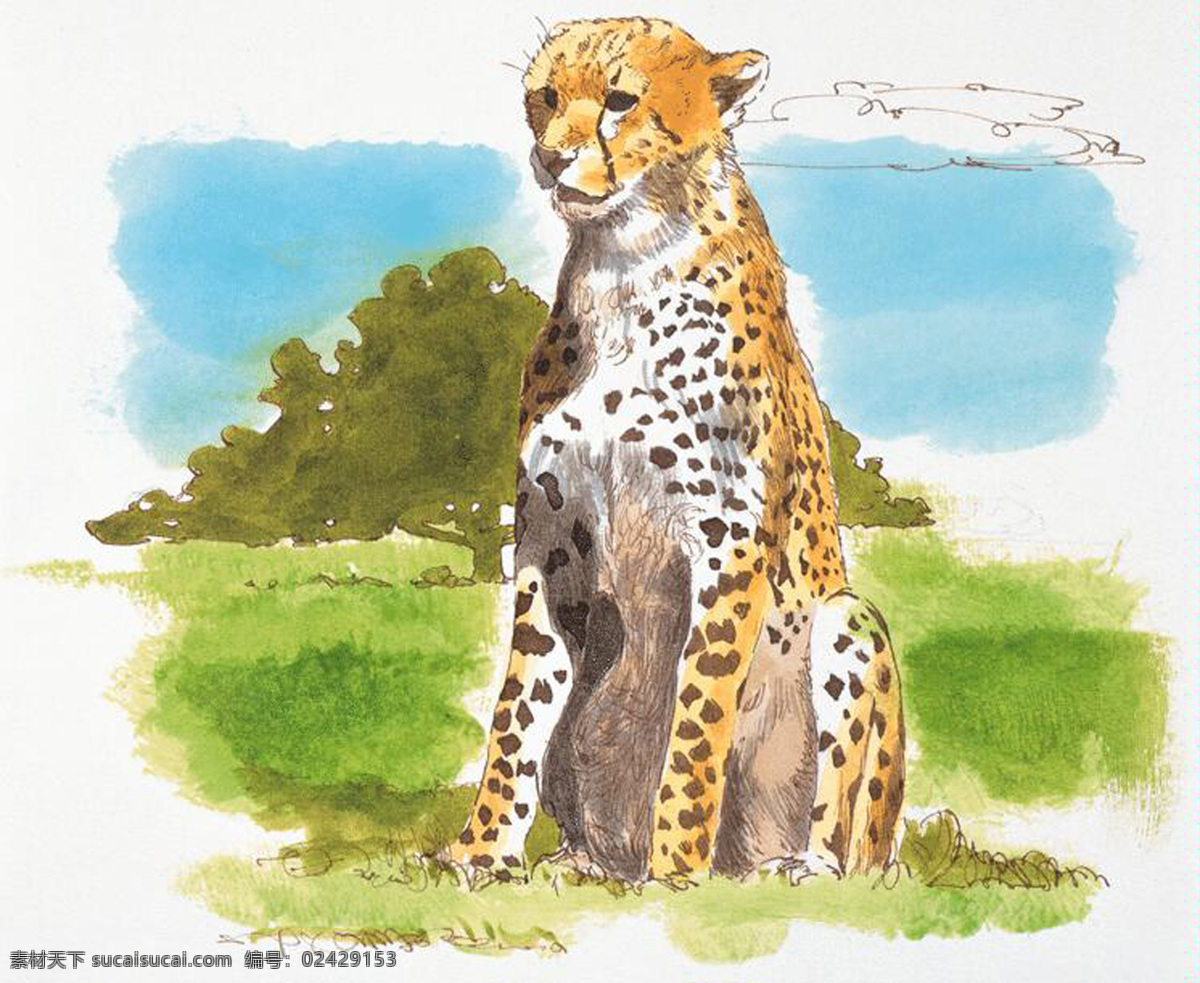 豹子 动物插图 肉食动物 猫科动物6 设计素材 书画美术 白色