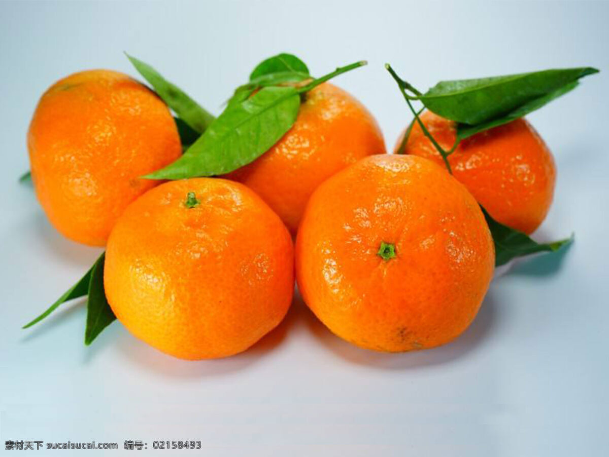 橘子图片 橘子 水果 植物 果实 生物世界