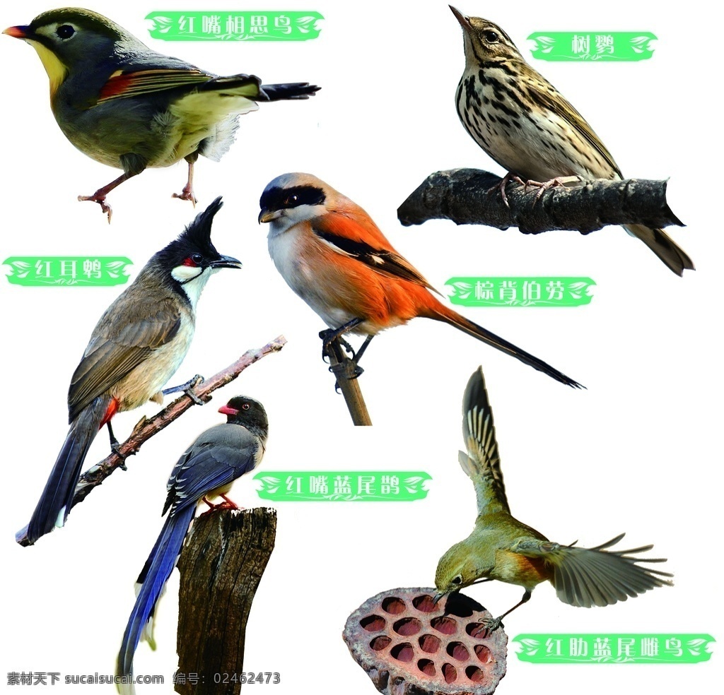 鸟类 湿地 湿地鸟类 湿地动物 世界湿地日 环保 分层
