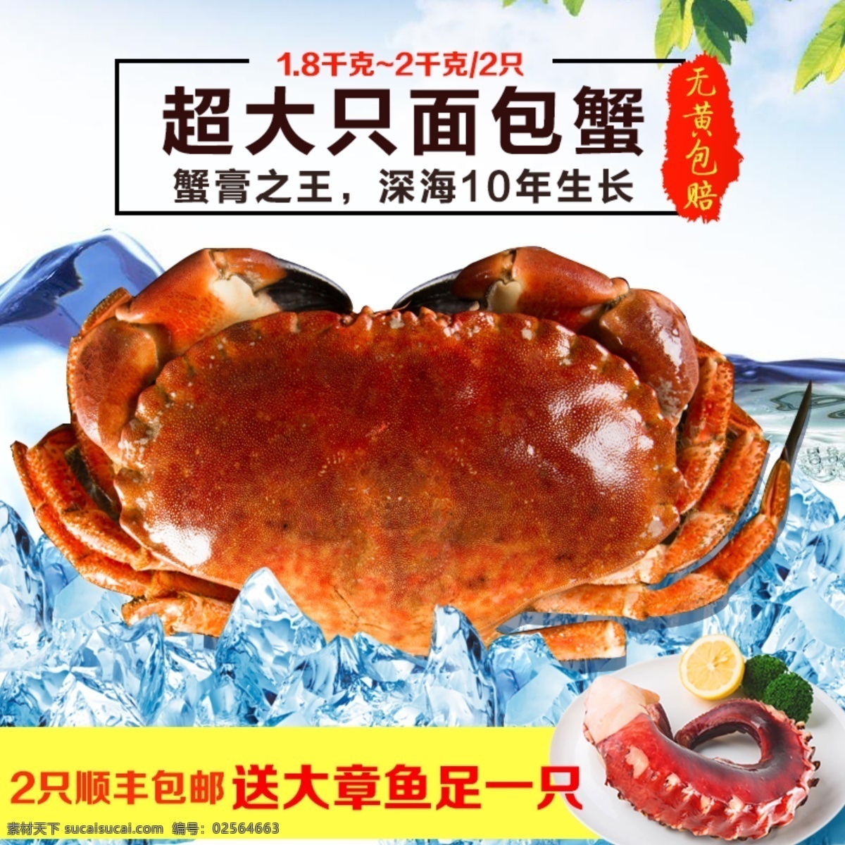 超大只面包蟹 高清面包蟹 蟹 餐饮美食 传统美食 海鲜 生物世界 鱼类 海鲜素材 面包蟹 高清 海洋生物 分层
