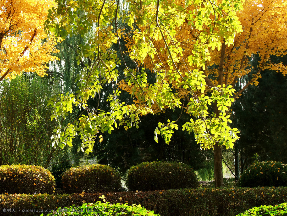园林景色 树荫 树林 树叶 银杏叶 银杏树 秋叶 初秋 秋季 植物园 树木树叶 生物世界