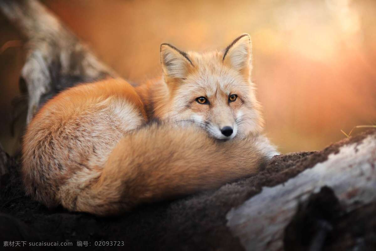 狐狸 红狐狸 火狐狸 动物 野生 聪明 小狐狸 狡猾 生物世界 野生动物 哺乳动物 可爱