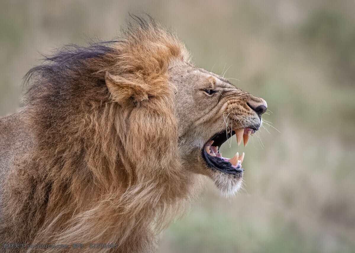 雄狮 野生动物 野兽 背景 野生 动物 生物世界