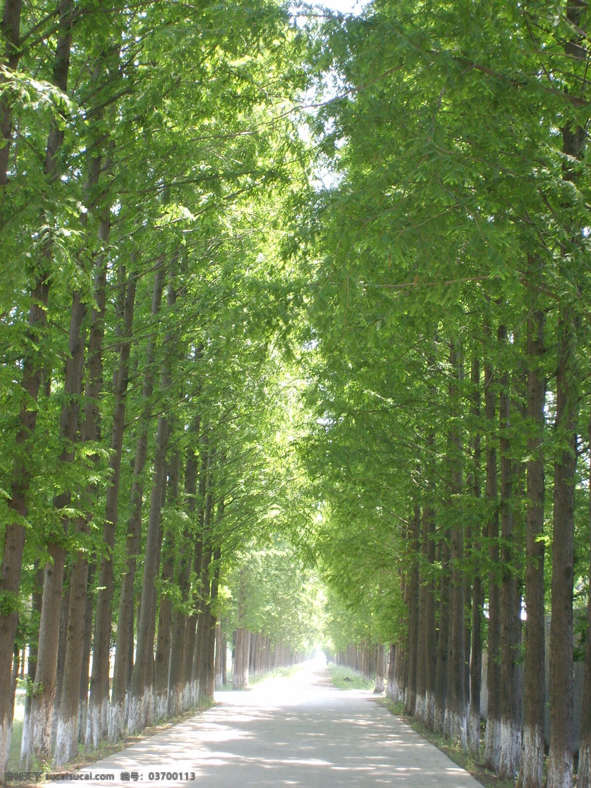 綠樹成蔭 綠樹遮天 小路 綠葉 綠色