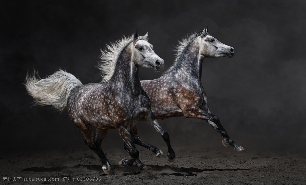兩 匹 奔馳 駿馬 兩匹 馬 動物 陸地動物 生物世界