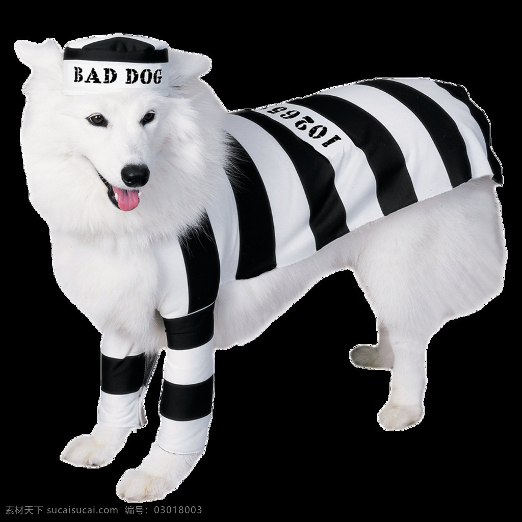 微笑 天使 萨摩 耶 宠物狗 产品 实物 白色小狗 产品实物 可爱小狗 生肖狗 条纹衣服