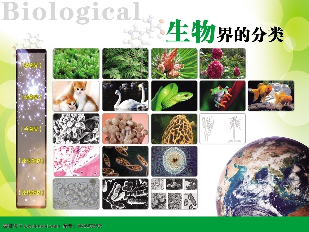 生物界的分類 生物 生物展板 生物文化 生物實驗室 初中生物 生物知識 生物掛圖 生物百科 校園文化 生物分類 生物界 展板模板 廣告設計模板 源文件