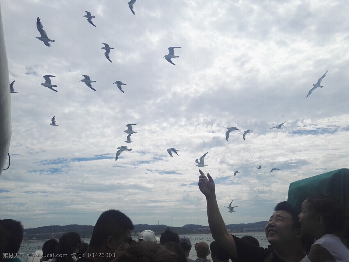 海鸥 鸟 蓝天 翱翔 万鸟岛 飞翔 生物世界 鸟类