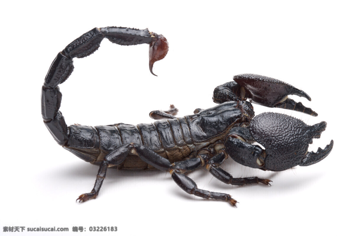 蝎子特写 昆虫 自然生物 爬行动物 五毒 动物 生物世界