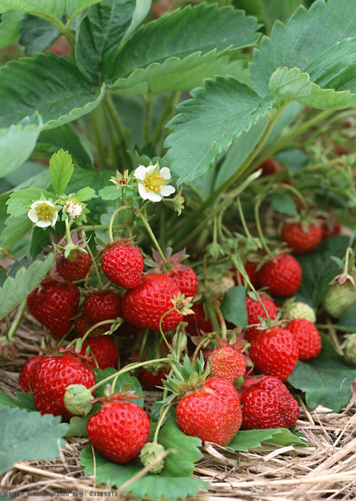草莓高清 草莓 新鲜草莓 鲜红 草莓地 水果 新鲜水果 原生态 摄影图片 水果图片 水果素材 健康水果 水果蔬菜 餐饮美食 黑色